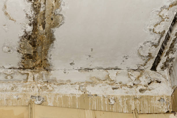 Best Mold Removal for HVAC Installations  in Georgetown, PA