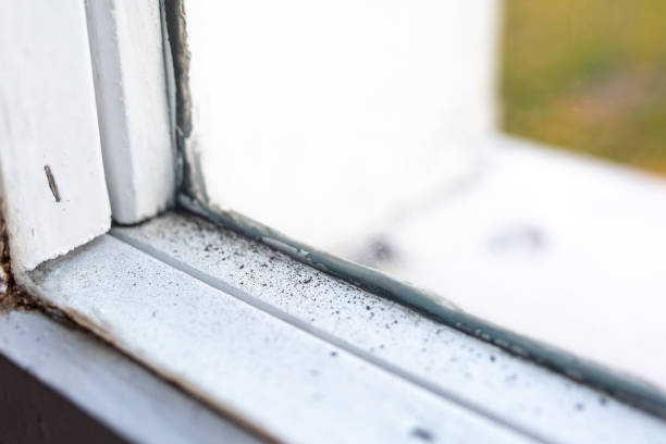 Best Mold Damage Restoration  in Georgetown, PA