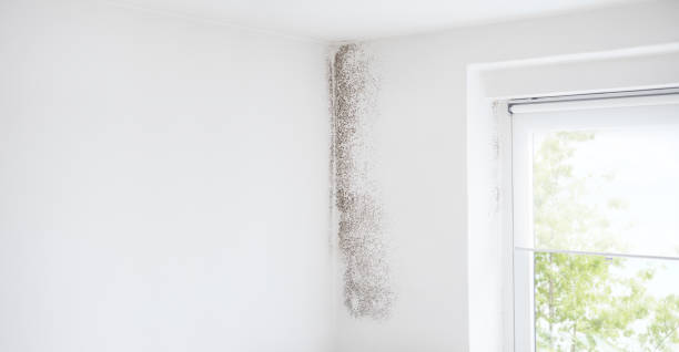Best Mold Remediation for Vacation Homes  in Georgetown, PA