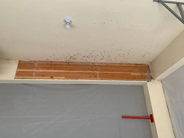 Reliable Georgetown, PA Mold Removal Solutions